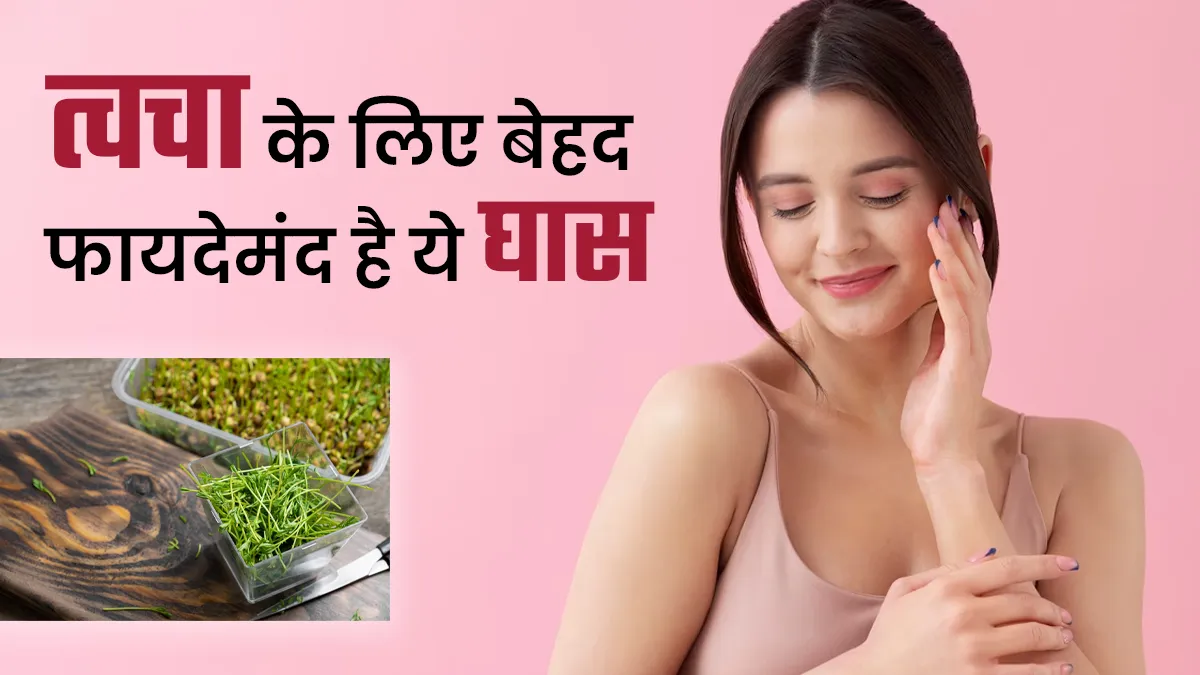 Wheatgrass: स्किन डिटॉक्स के लिए बेहद फायदेमंद मानी जाती है ये घास, बस जान लें इस्तेमाल का तरीका