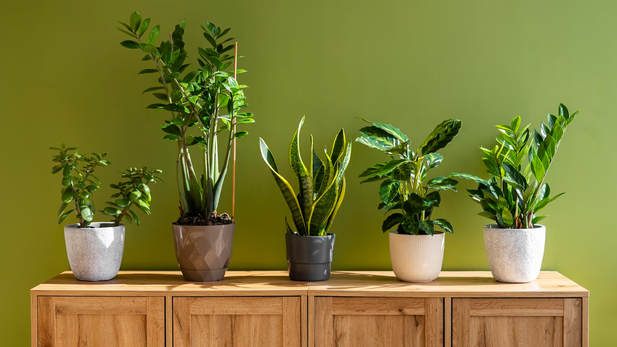 Do indoor plants help with mental health