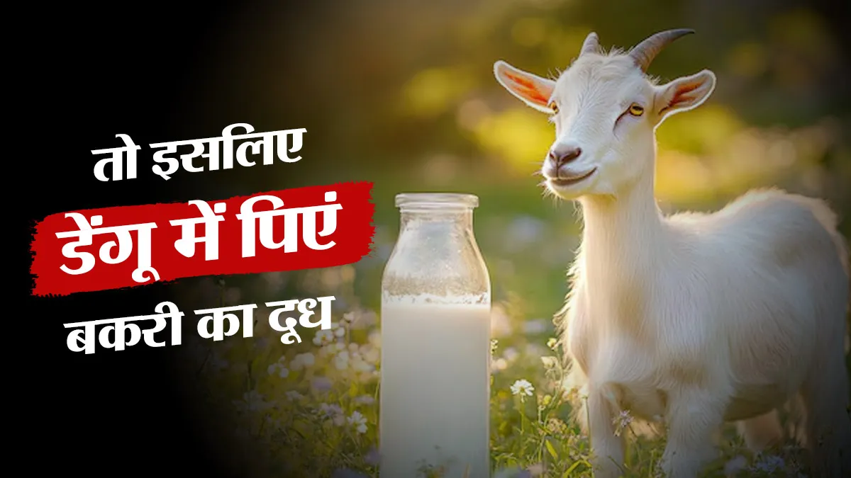 डेंगू में बकरी का दूध: क्या प्लेटलेट्स बढ़ाने में है कारगर?