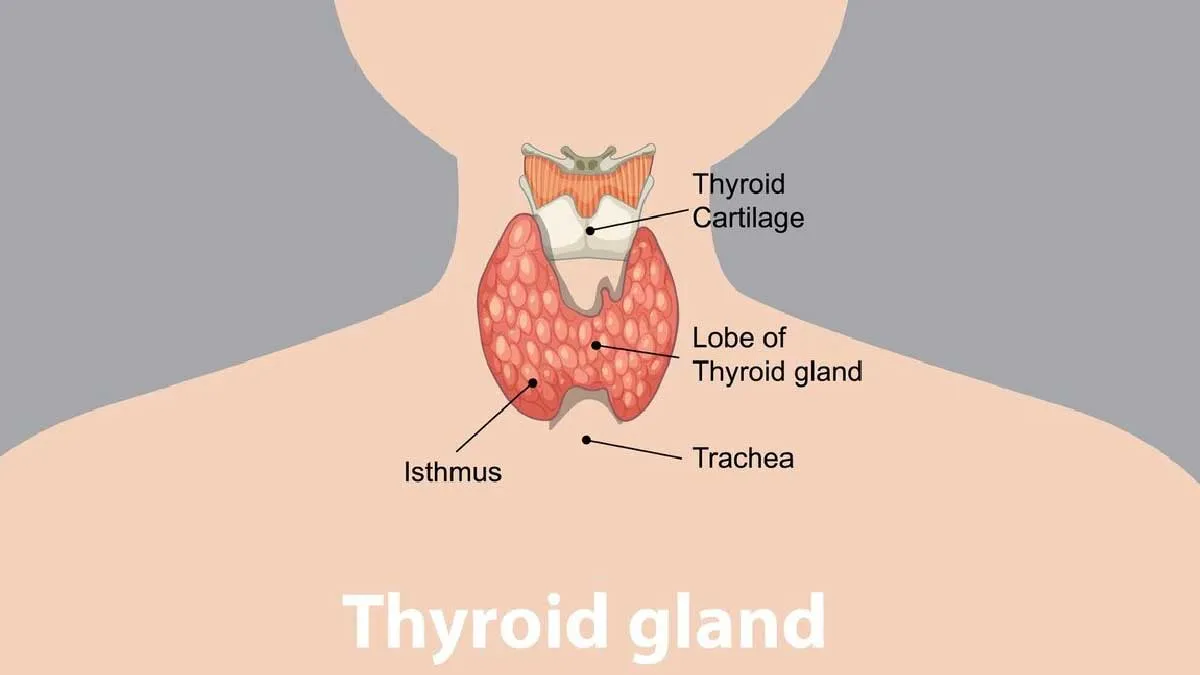 Tea Coffee after Thyroid Medicine