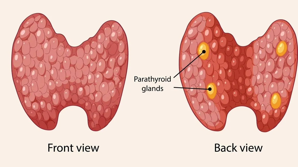 Morning Routine For Thyroid Patients