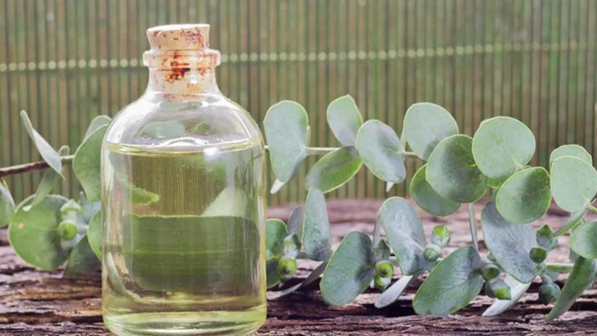 nilgiri-oil-for-joint-pain