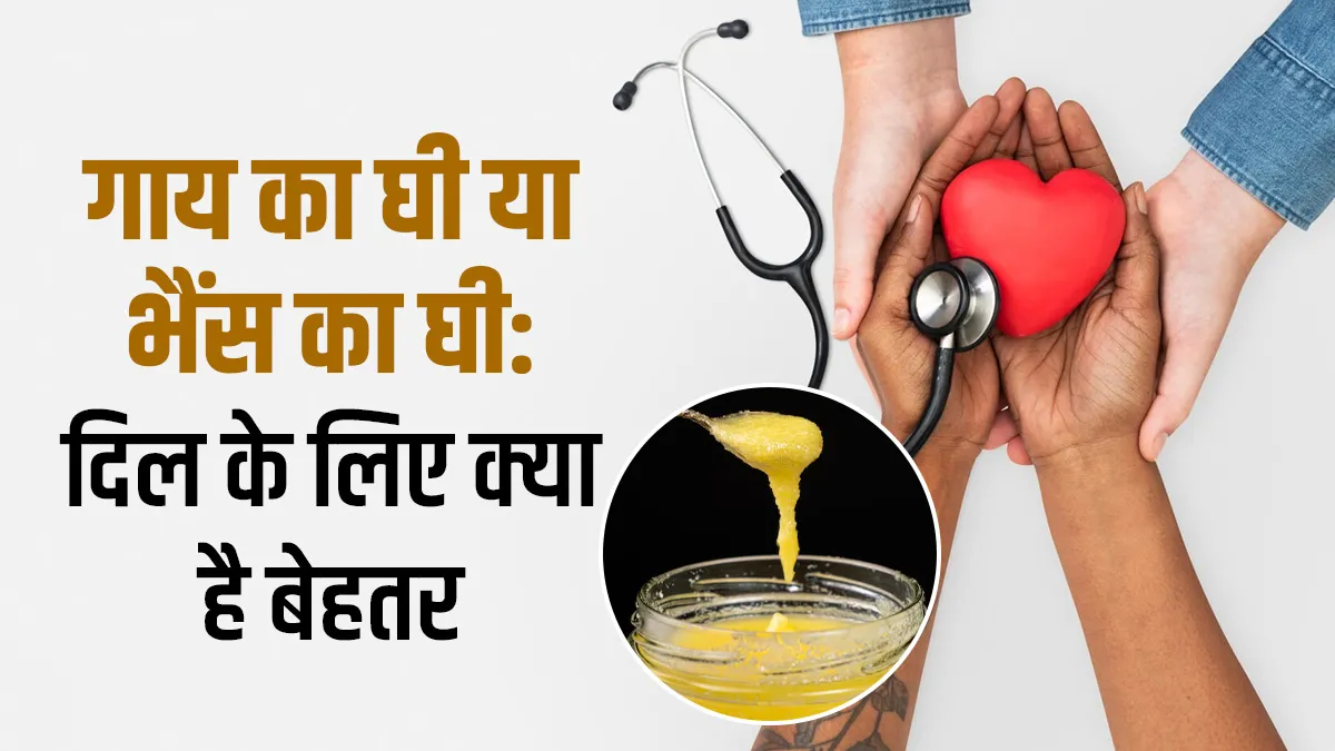 गाय का घी vs भैंस का घी: दिल की सेहत के लिए क्या है ज्यादा बेहतर? जानें एक्सपर्ट से