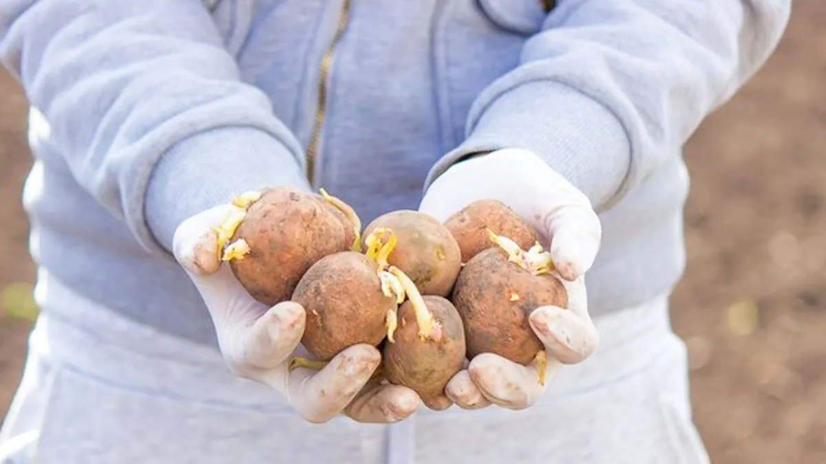 sprouted-potato-side-effects