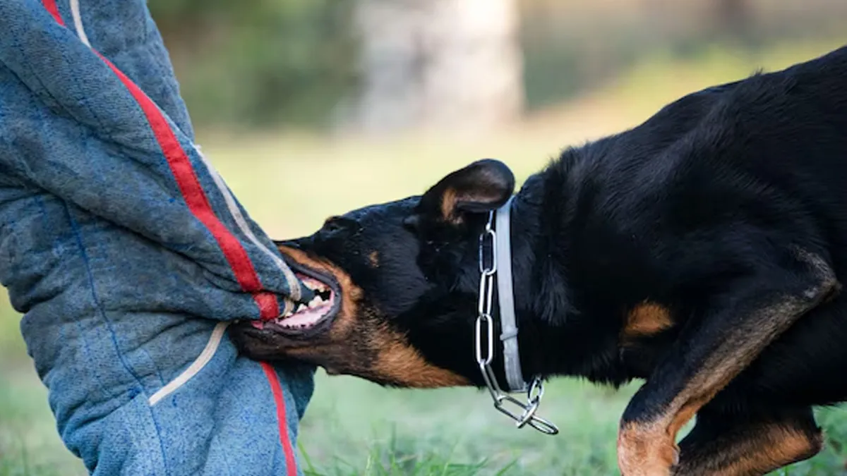 What to do after dog bite