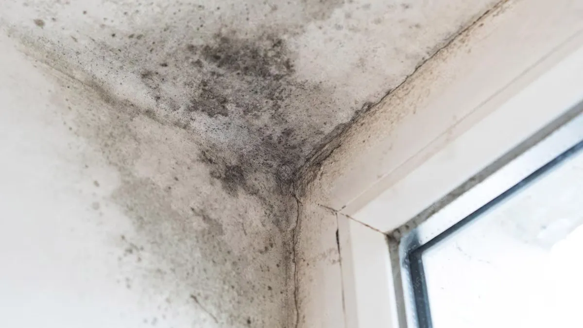 damp home health problems