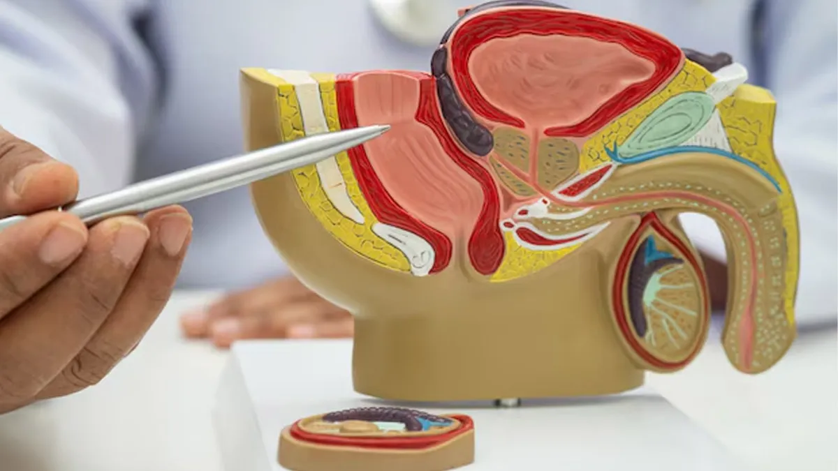 Does A vasectomy Affect Testosterone Levels