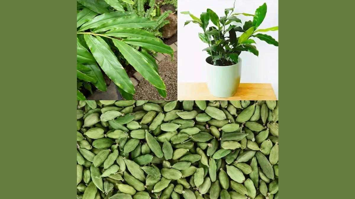 elaichi-benefits-for-health