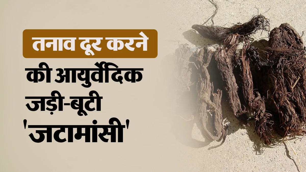 आयुर्वेद में जटामांसी को तनाव दूर करने के लिए क्यों माना जाता है खास? एक्सपर्ट से जानें