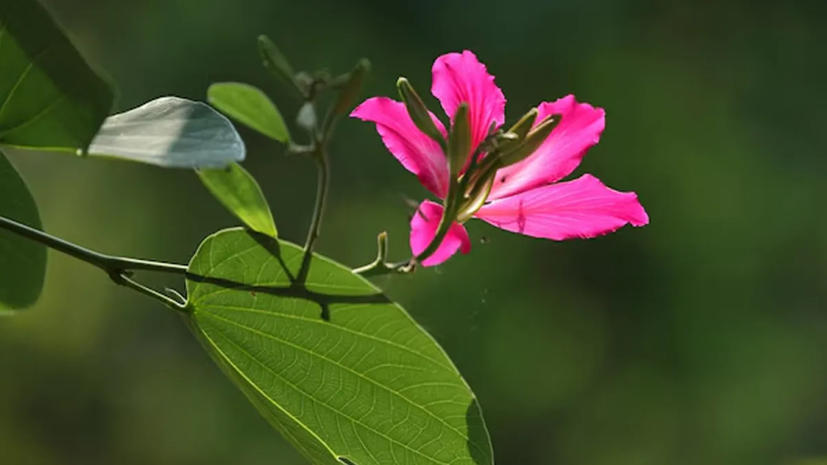 kanchanar guggul benefits