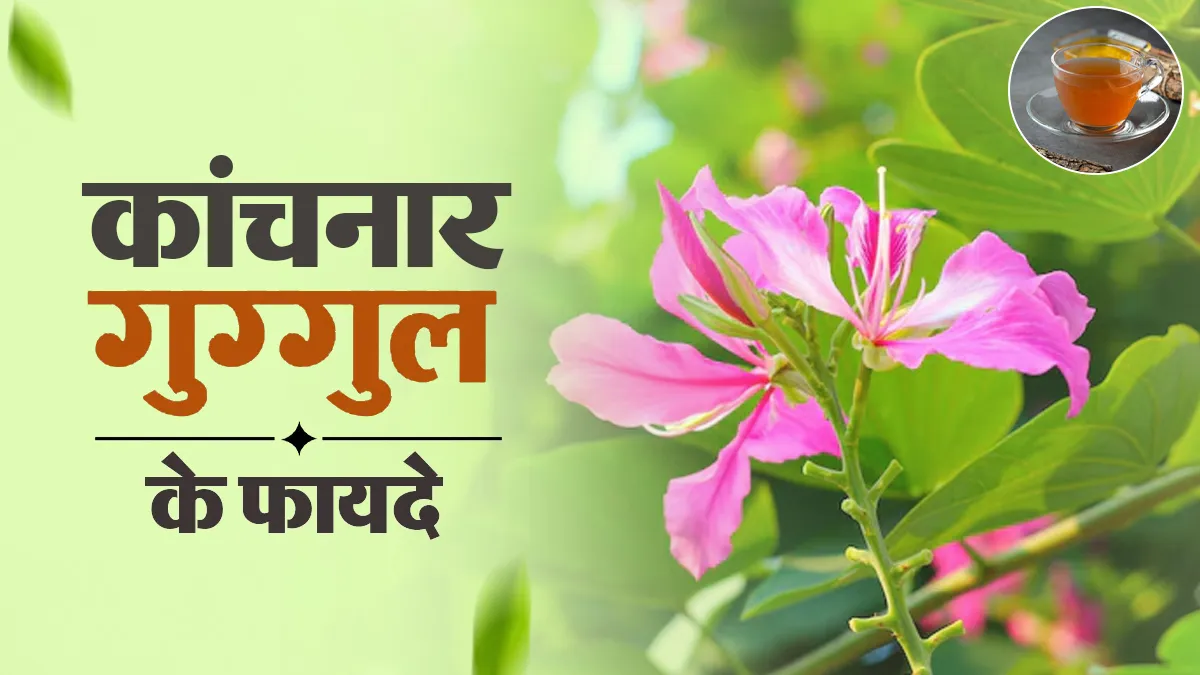 कांचनार गुग्गुल खाने से शरीर को क्या फायदे मिलते हैं? आयुर्वेदाचार्य से जानें