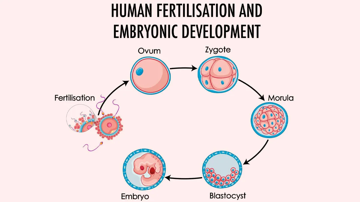 why fewer embryos develop in IVF