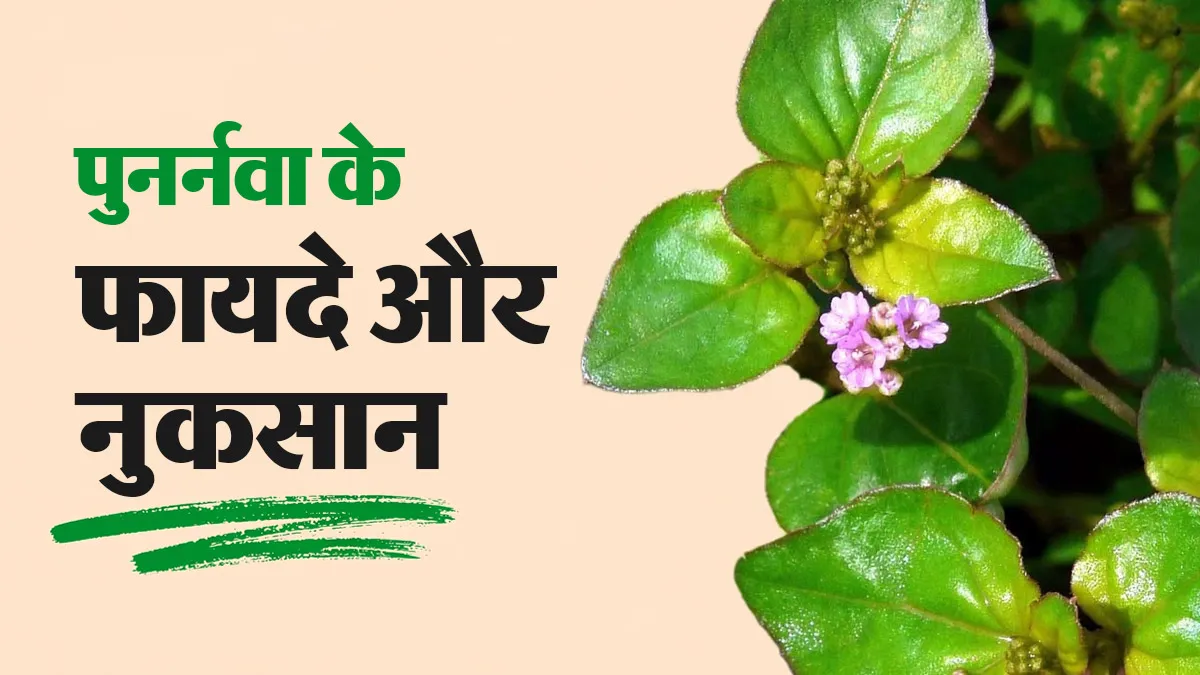 पुनर्नवा खाने से इन 4 बीमारियों से होता है बचाव, आयुर्वेदाचार्य से जानें इसके फायदे और नुकसान