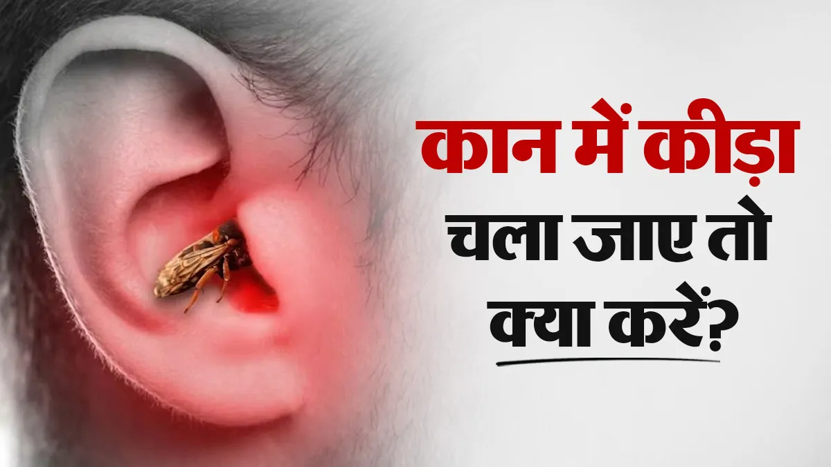 कान में चला गया है कीड़ा इस तरीके से निकालें बाहर, नहीं होगा दर्द