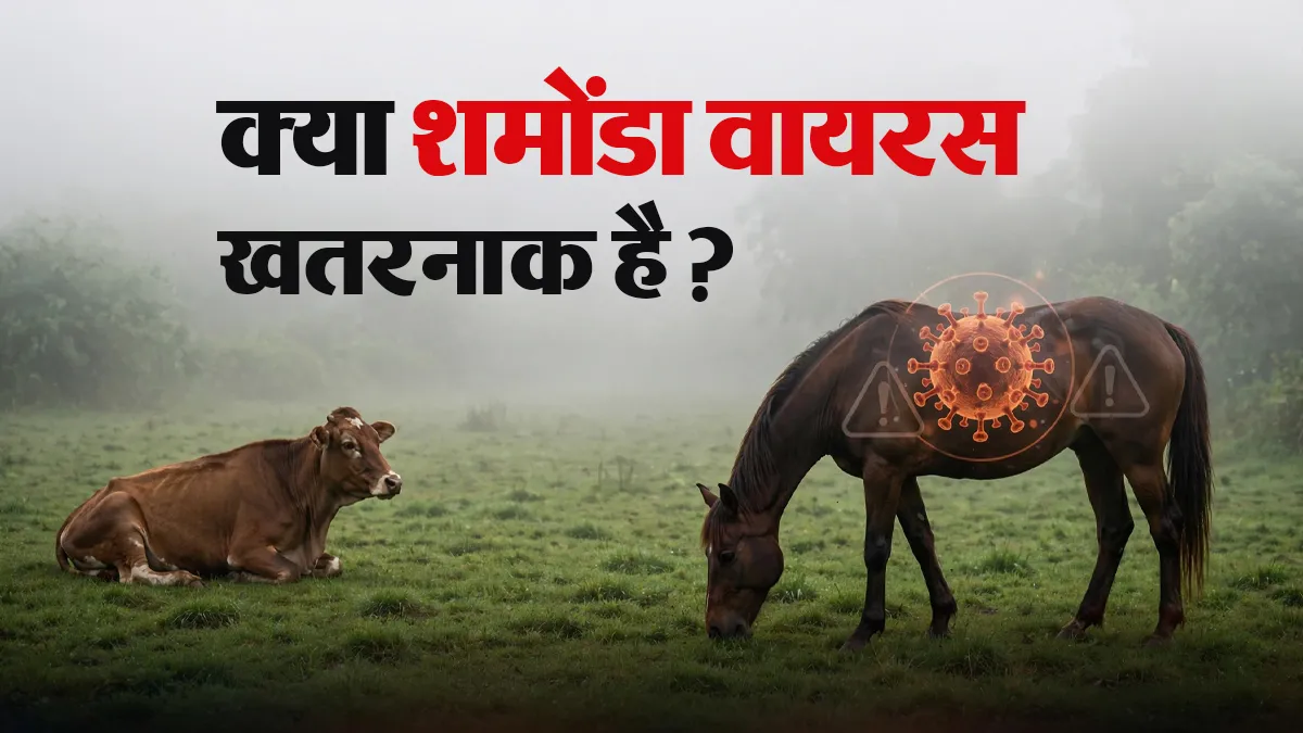 Shamonda Virus: गाय-घोड़ों की इस बीमारी से पहली बार एक इंसान संक्रमित, क्या वाकई खतरनाक है शामोंडा वायरस?