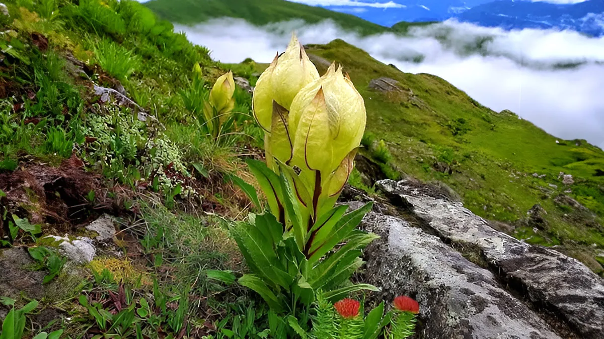 brahma-kamal-flower-health-benefits
