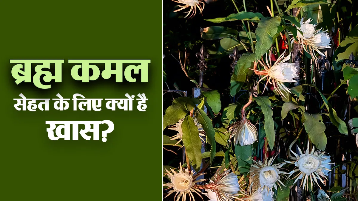 साल में एक बार खिलता है ब्रह्म कमल, घाव भरने से लेकर घरेलू इलाज में जानें यह फूल क्यों है खास?