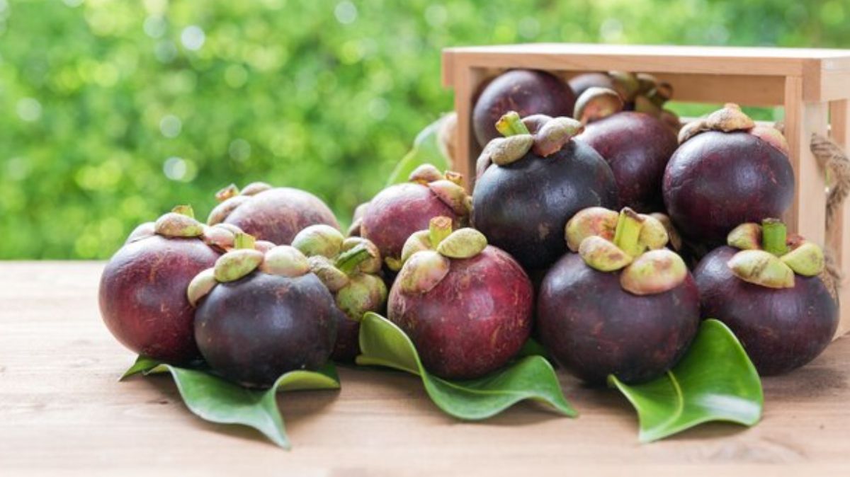 Benefits of Mangosteen fruits