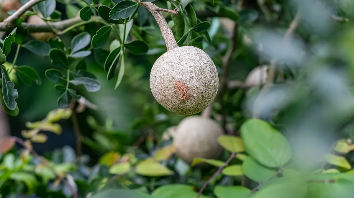 Wood Apple Benefits: விளாம்பழம் சாப்பிடுவதால் ஏற்படும் நன்மைகள்.!
