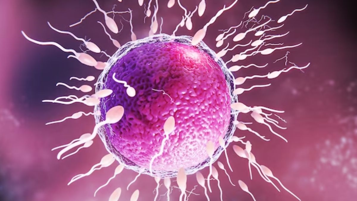 Foods That Increase Fertility