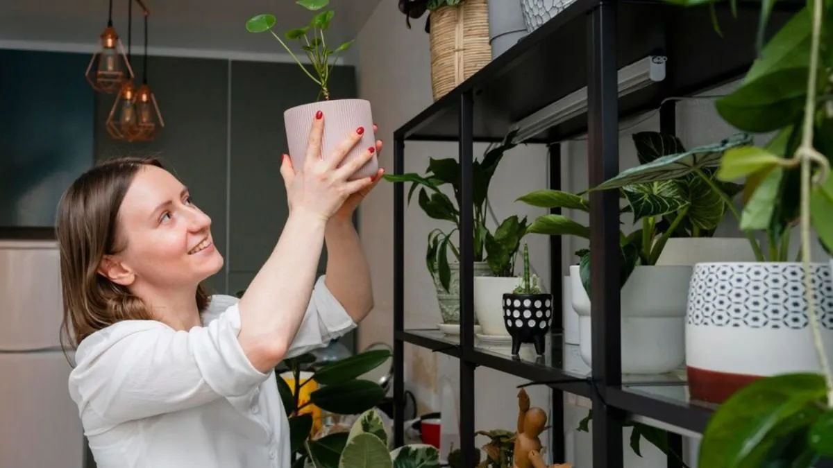 Home plants benefits: வீட்டில் செடி வளர்ப்பது நமக்கு என்னென்ன நன்மைகளைத் தரும் தெரியுமா?