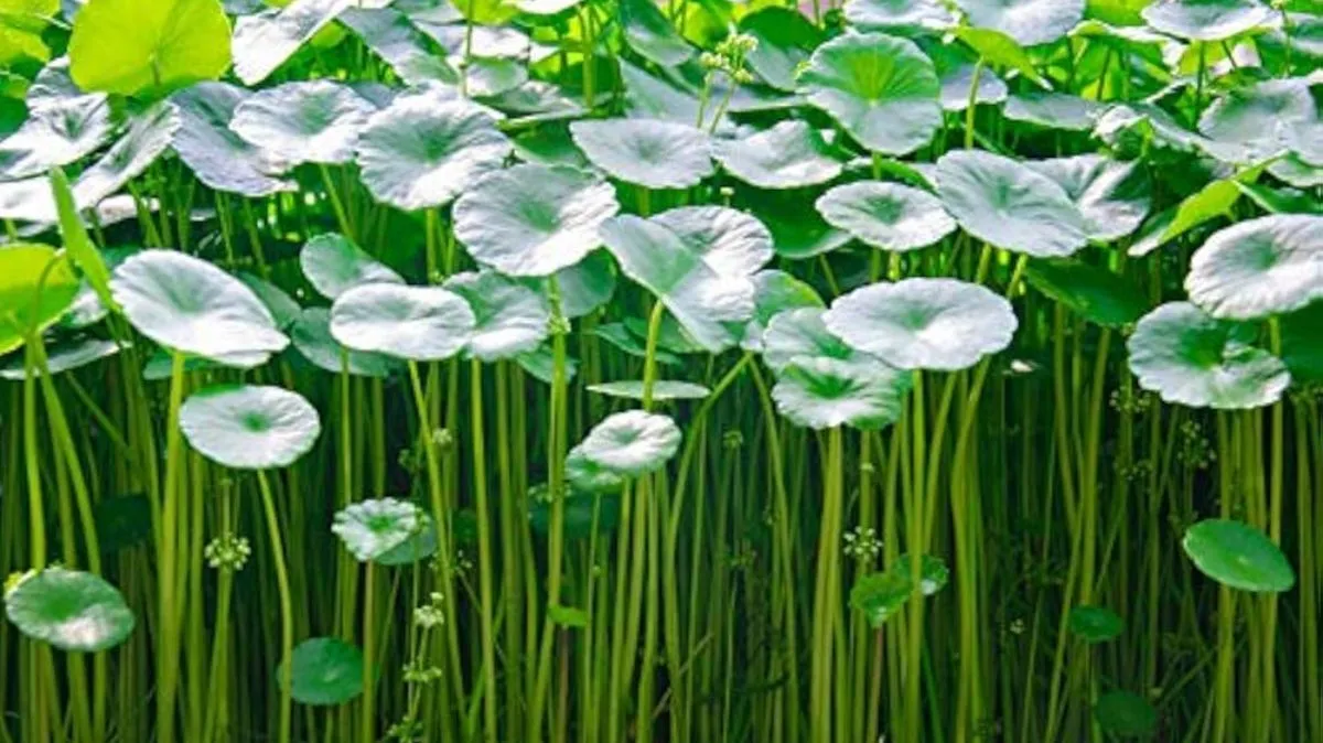 vallarai Keerai Benefits: மூளை செயல்பாடு முதல்.. மூட்டு ஆரோக்கியம் வரை.. வல்லாரை கீரையின் நன்மைகள் இங்கே..