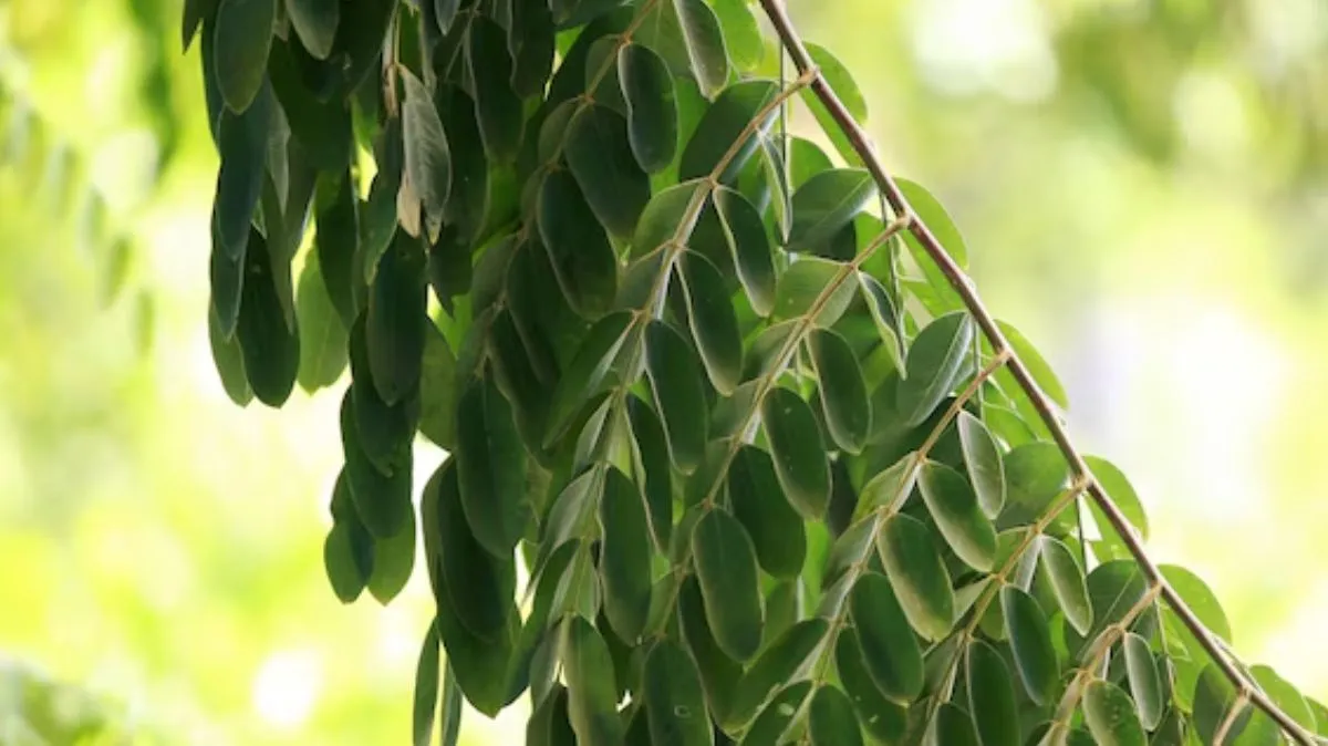 Moringa leaves: உணவில் முருங்கைகீரையை கட்டாயம் சேர்த்துக்கோங்க.! ஏன் தெரியுமா ?