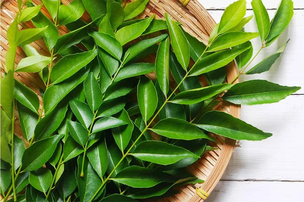 Curry leaves for diabetes: நீரழிவு நோயாளிகள் கறிவேப்பிலையை இப்படி சாப்பிட்டால்... சர்க்கரை சட்டுனு குறைஞ்சிடும்!
