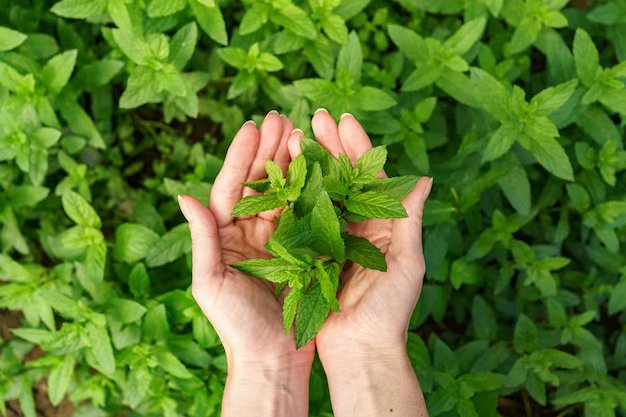 tulsi