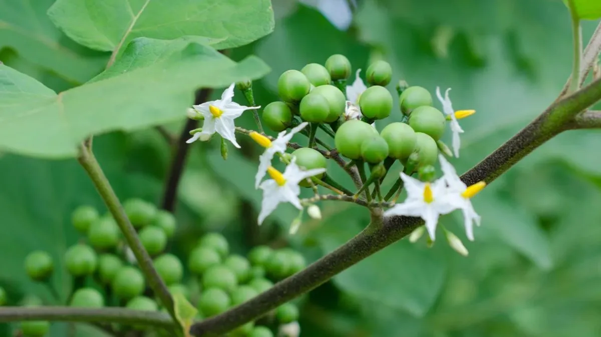 Sundakkai Benefits: சுண்டைக்காயை சாதாரணமா நினைக்காதீங்க.. இது ரொம்ப நல்லது.!