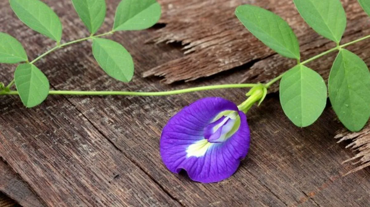Sangu Poo Benefits: சங்குப்பூவின் நன்மைகள் பற்றி தெரியுமா?