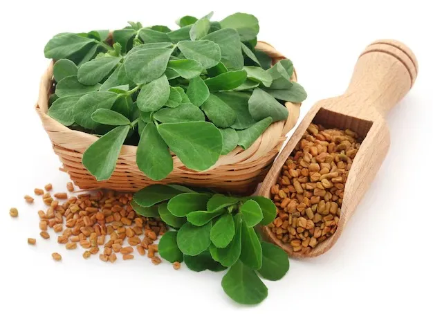 Fenugreek Leaves: வாரம் இரண்டு முறை வெந்தயக்கீரை சாப்பிட்டால் எவ்வளவு நல்லது?