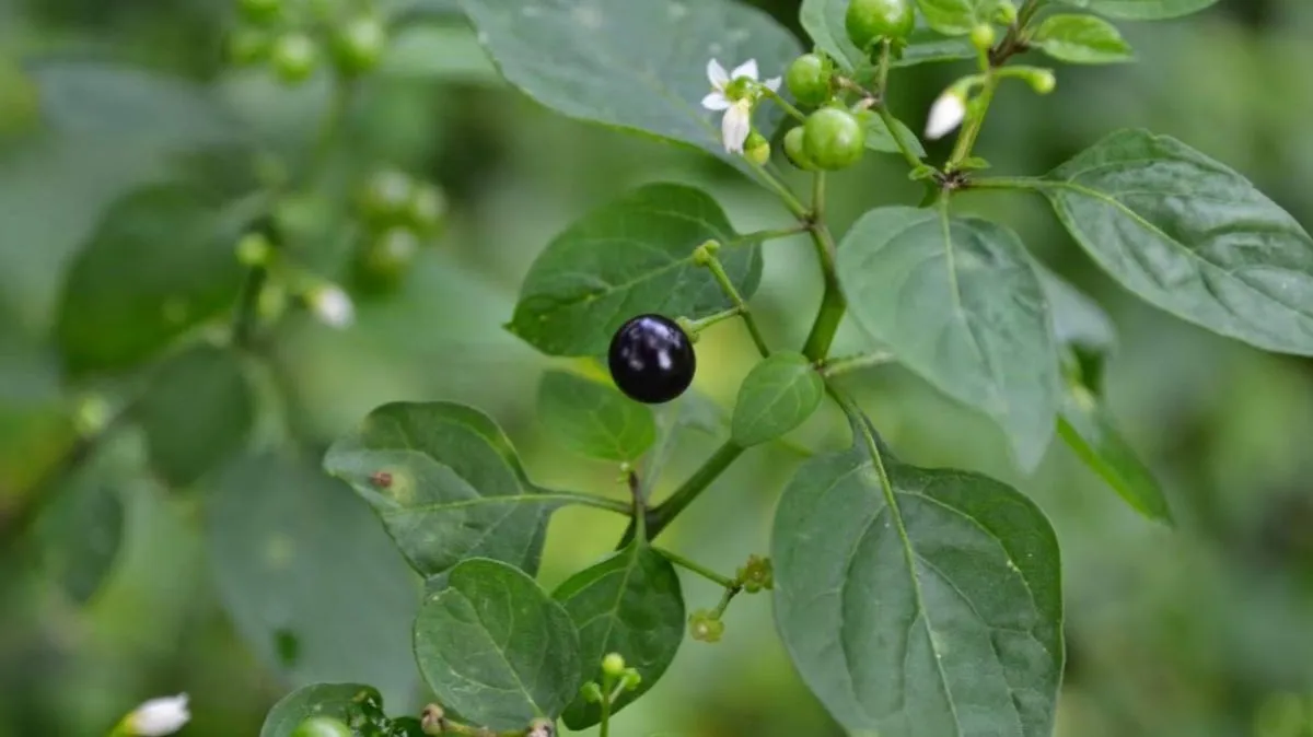 Manathakkali keerai: நோய்களை விரட்டும் மணத்தக்காளி கீரை.. நன்மைகள் இங்கே..