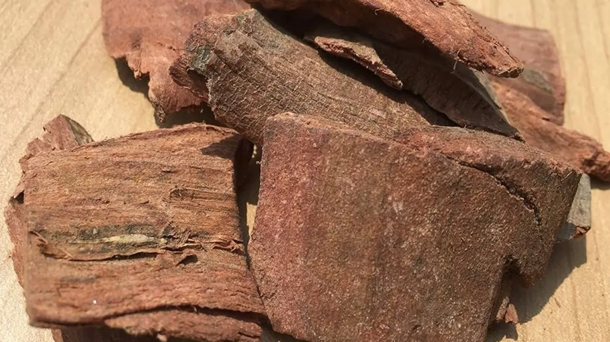 Arjuna Bark Benefits: குளிர்காலத்தில் அர்ஜூனா மரப்பட்டை சாப்பிடுவதில் இவ்வளவு இருக்கா?!