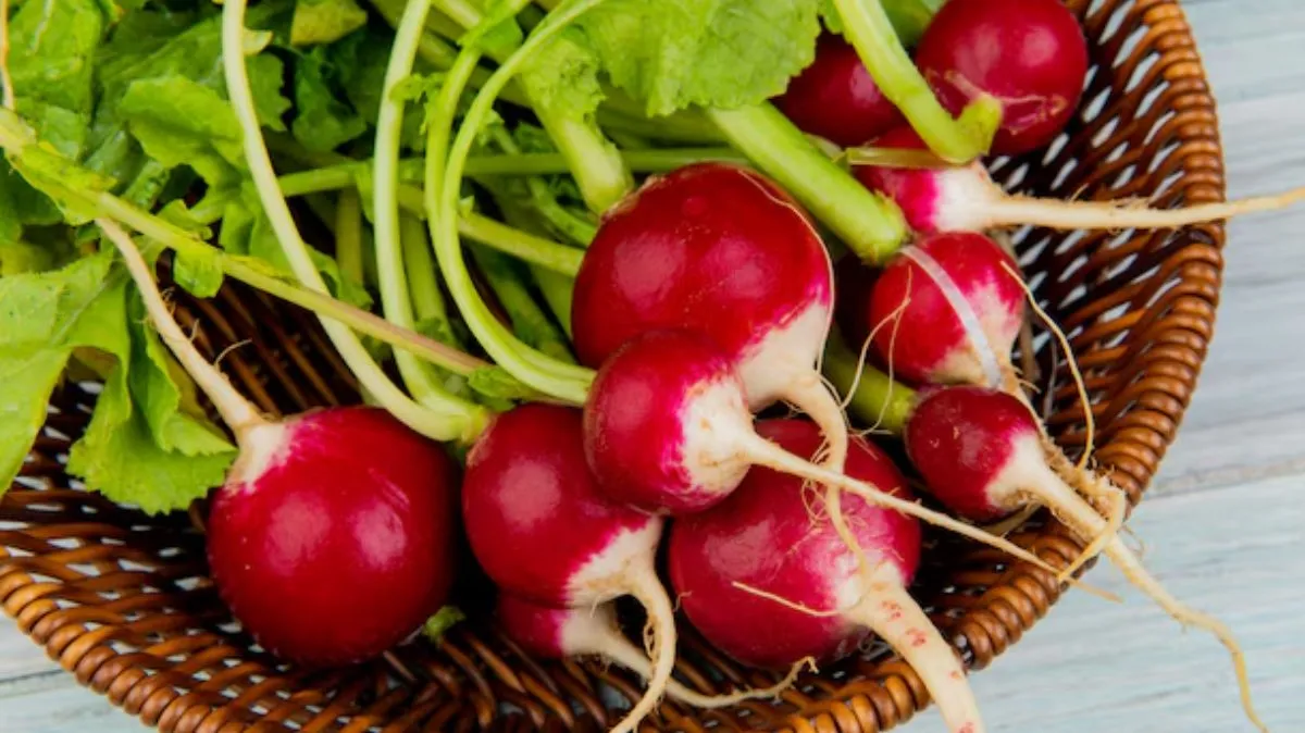 Red Radish Benefits: குளிர்காலத்தில் சிவப்பு முள்ளங்கி சாப்பிடுவதால் நிகழும் அற்புதங்கள்.!