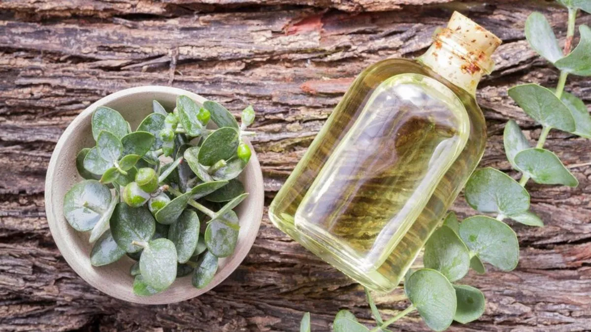 Eucalyptus oil benefits: யூகலிப்டஸ் எண்ணெயில் இத்தனை நன்மைகள் இருக்கா?
