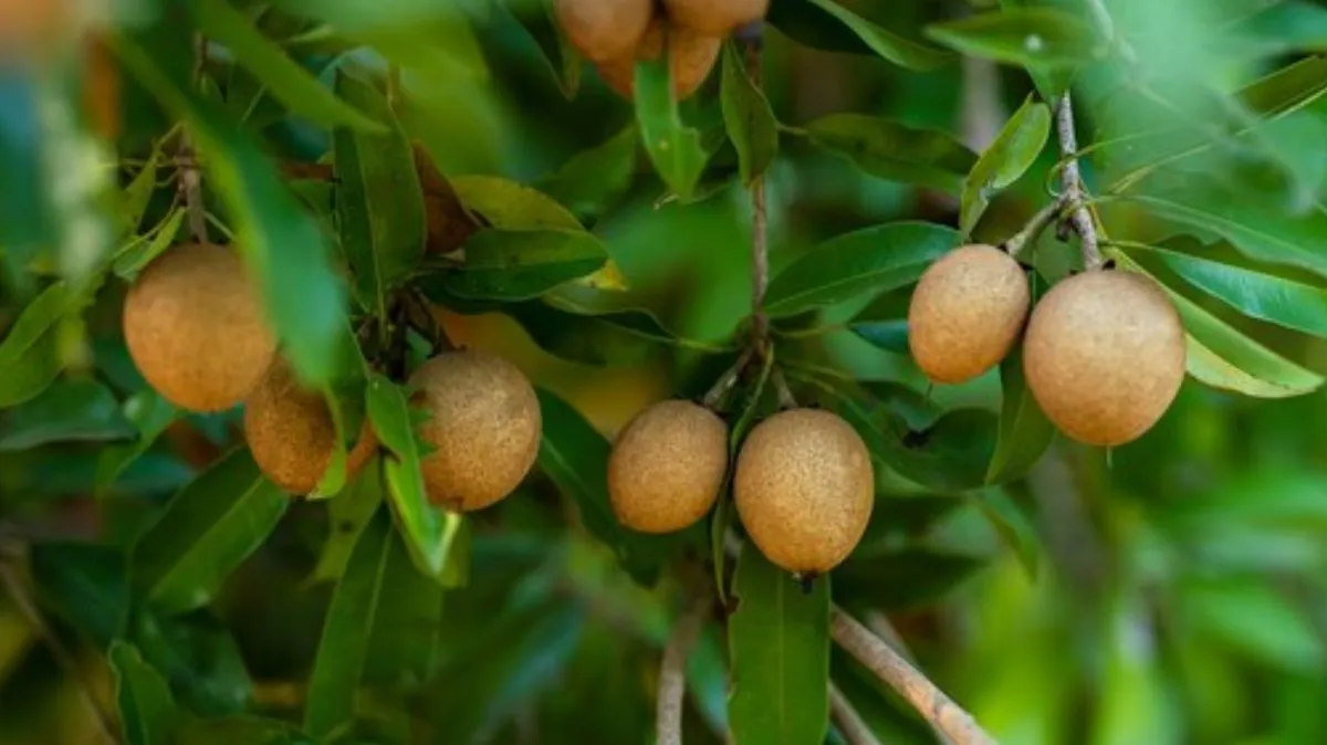 Sapota Benefits: நன்மைகளை வாரி வழங்கும் சப்போட்டா.! என்னெல்லாம் செய்யும் தெரியுமா.?