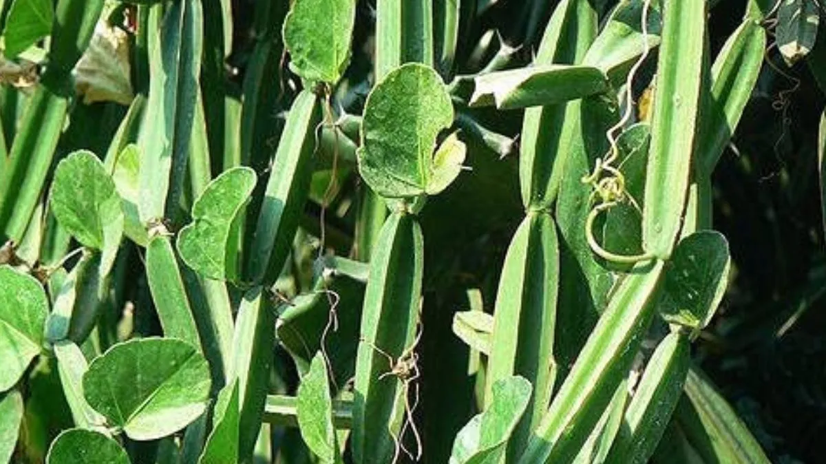 Pirandai Benefits: நோய்களை தெறிக்க விடும் பிரண்டை.! பல பிரச்னைக்கு தீர்வு..