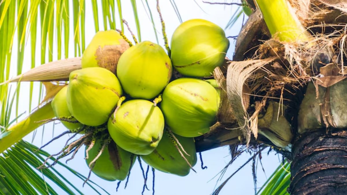 benefits of tender coconut