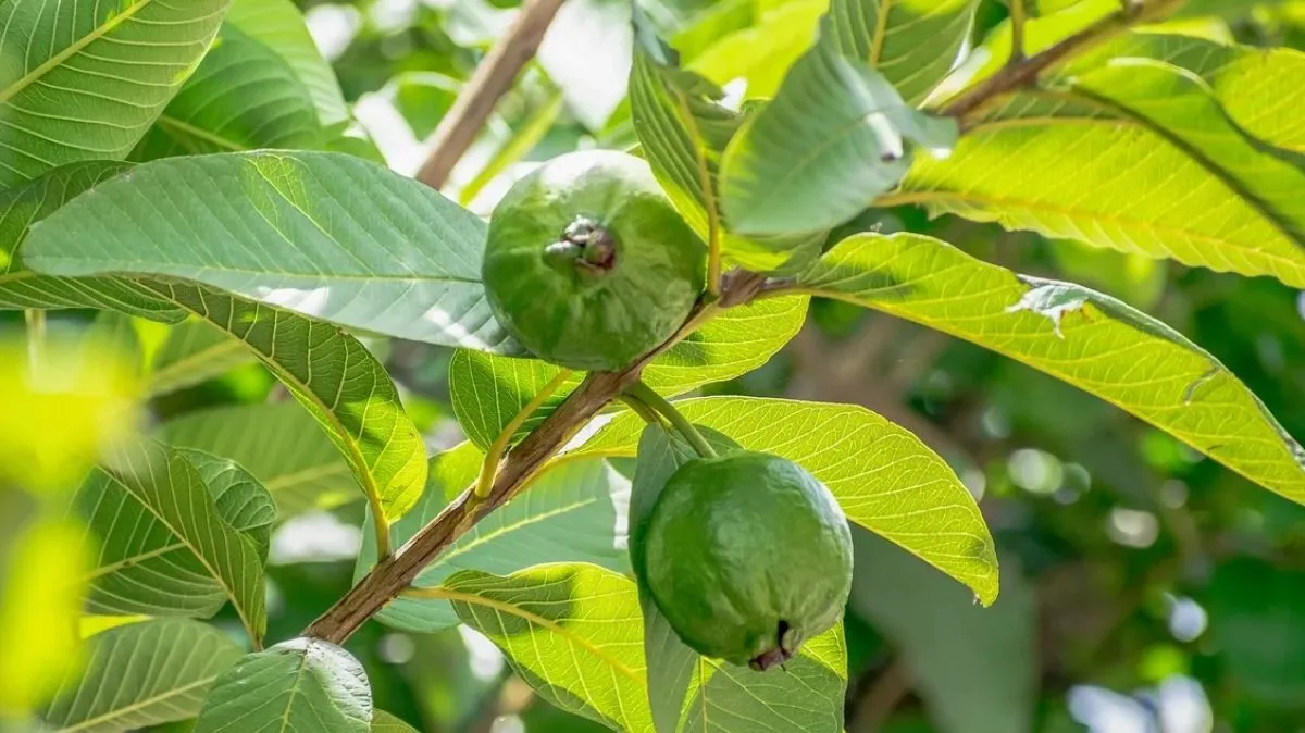 Guava Leaves Tea: கொய்யா இலையில் டீ போட்டு குடிச்சி பாருங்க.. இதுல அவ்வளோ இருக்கு.!