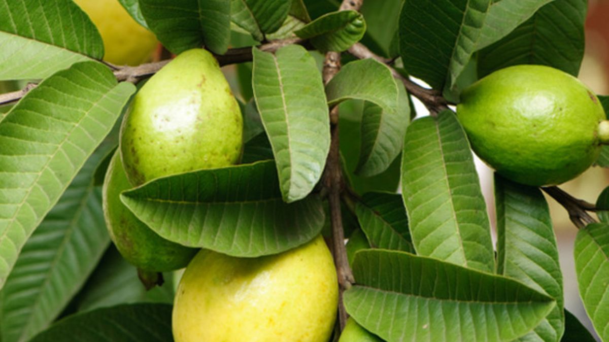 artical  - 2024-12-19T233244.510