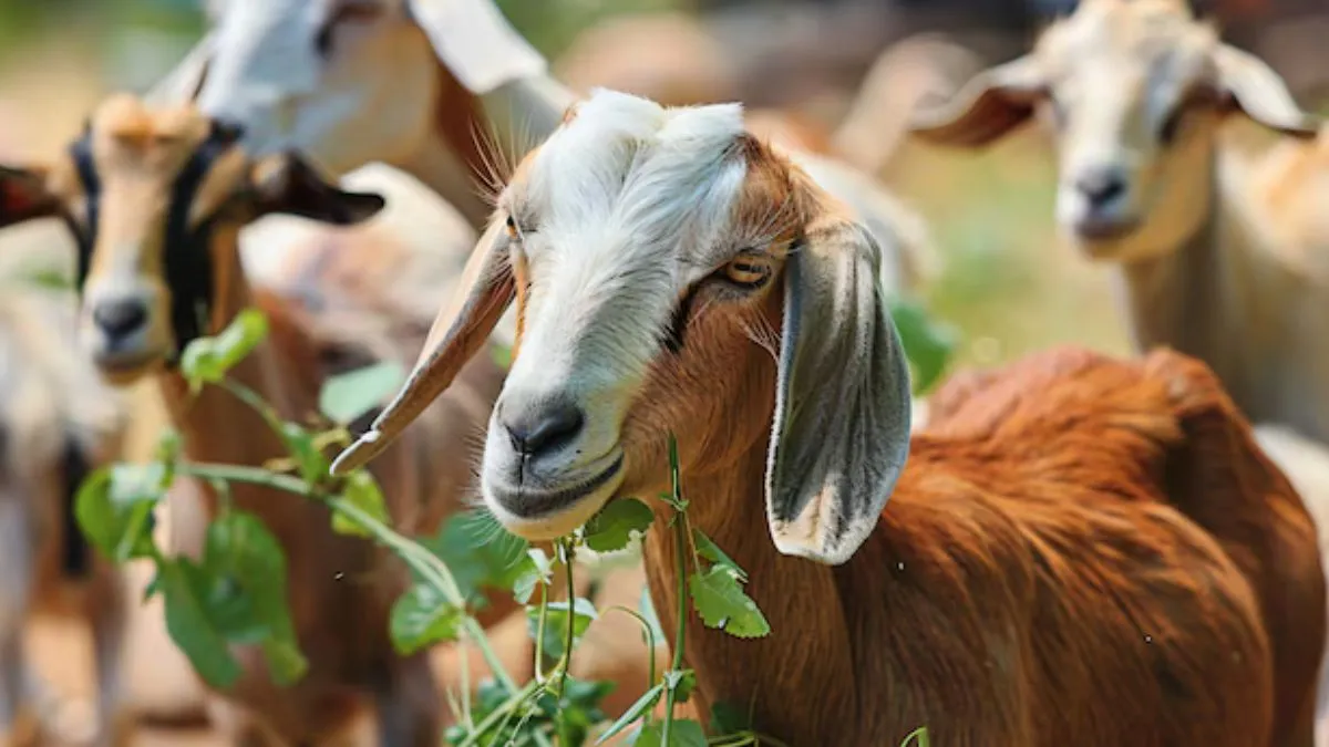 Goat Ghee: ஆட்டு பால் நெய் நன்மைகள் தெரியுமா? விஷயம் தெரிஞ்சா அசந்துபோவீங்க!