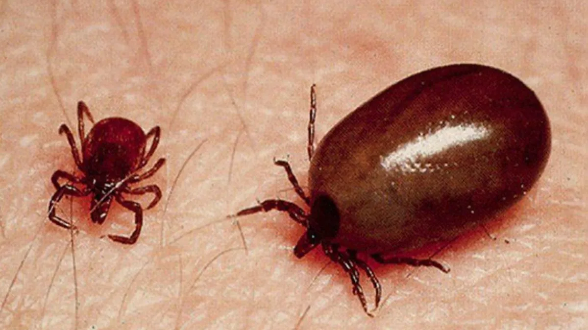 Scrub Typhus: தமிழகத்தை தாக்கும் புதிய நோய்.! சுகாதாரத் துறை ஆலோசனை