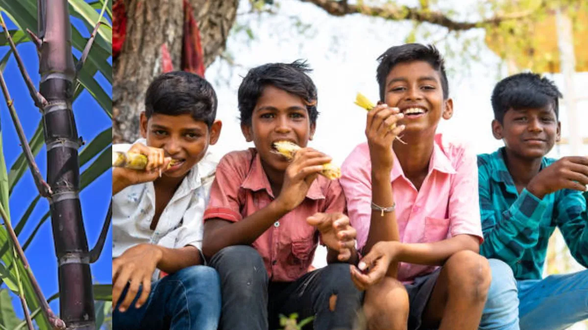 Sugarcane: கரும்பு சாப்பிடும்போது தவறியும் இதை செஞ்சுடாதீங்க.. கவனம் தேவை!