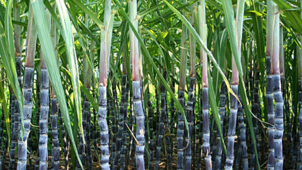 sugarcane-eating-tips