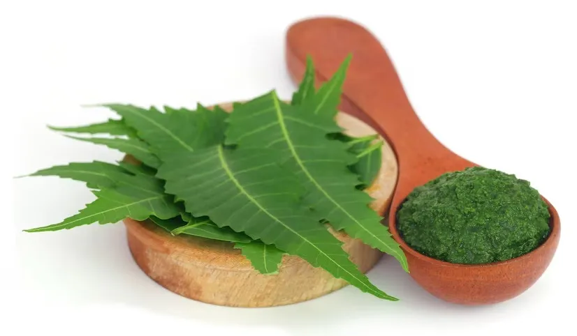 Neem For Swollen Gums: வேப்ப இலைகளை சாப்பிட்டால் ஈறுகளில் வீக்கம் குறையுமா?