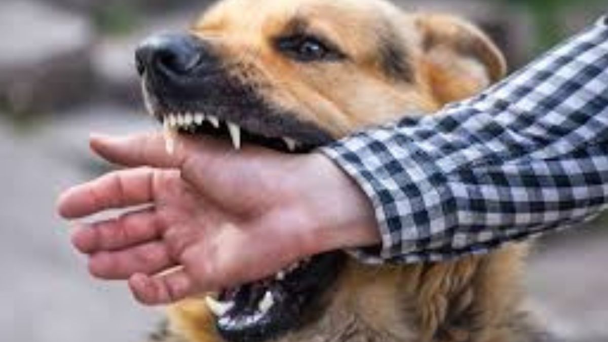 minor-dog-bite-home-Treatment-tamil