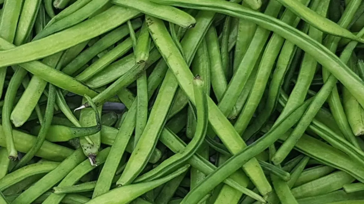 kothavarangai benefits: கொத்தவரங்காயில் கொட்டிக்கிடக்கும் நன்மைகள் எத்தனை தெரியுமா.?