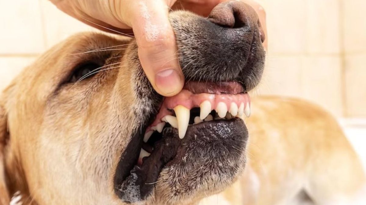 dog-scratch-home-treatment-in-tamil