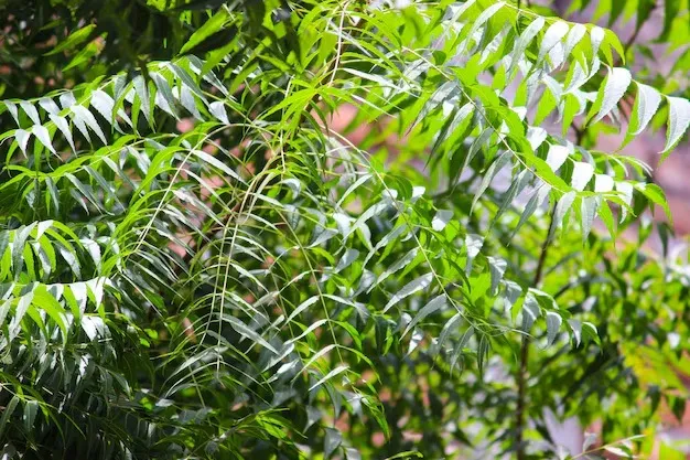 Neem on Empty Stomach: வெறும் வயிற்றில் தினமும் 5 வேப்பிலைகளை மென்று சாப்பிட்டால் எவ்வளவு நல்லது தெரியுமா?